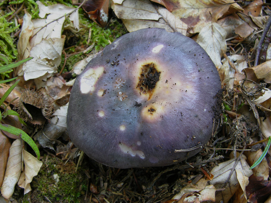 Un paracarro nel bosco......